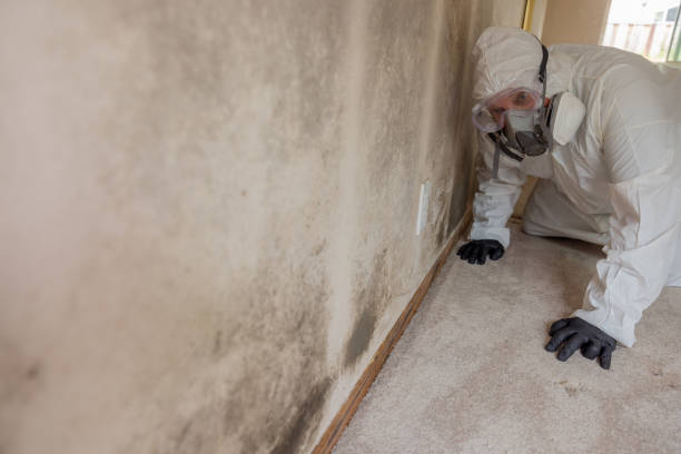 Best Biohazard Mold Removal in USA